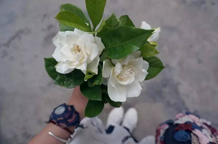 暗黑系石楠花退场的夏天,谁才是武汉新一轮的夏花担当?