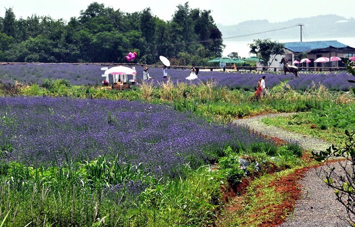 暗黑系石楠花退场的夏天,谁才是武汉新一轮的夏花担当?