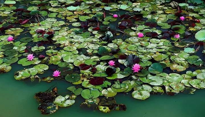 暗黑系石楠花退场的夏天,谁才是武汉新一轮的夏花担当?