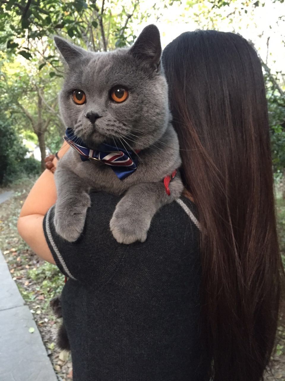 家有吉祥招财猫,家有招财猫还有聚宝盆