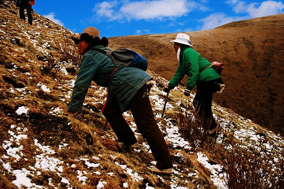 去挖虫草时最急需什么,怎么去高原挖虫草