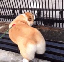 柯基屁屁脏了怎么办,柯基屁屁毛少怎么办