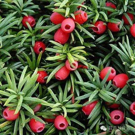 红豆杉怎么种才能长得好,红豆杉值得种植吗