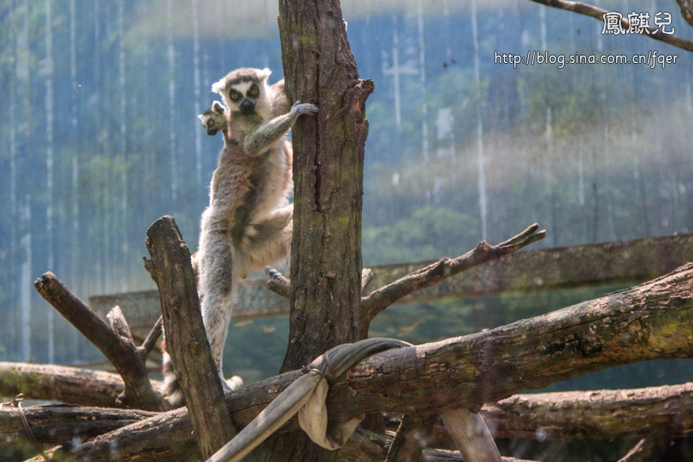 ​[凤麒儿]北京动物园——与动物的亲密接触