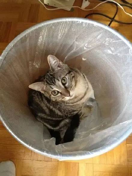 猫突然不见了该怎么办,早上喂猫发现猫不见了