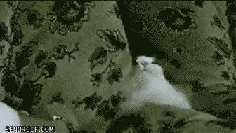 猫突然不见了该怎么办,早上喂猫发现猫不见了