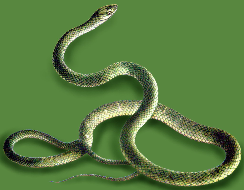 家里发现有蛇是什么预兆,家里发现蛇皮怎么办