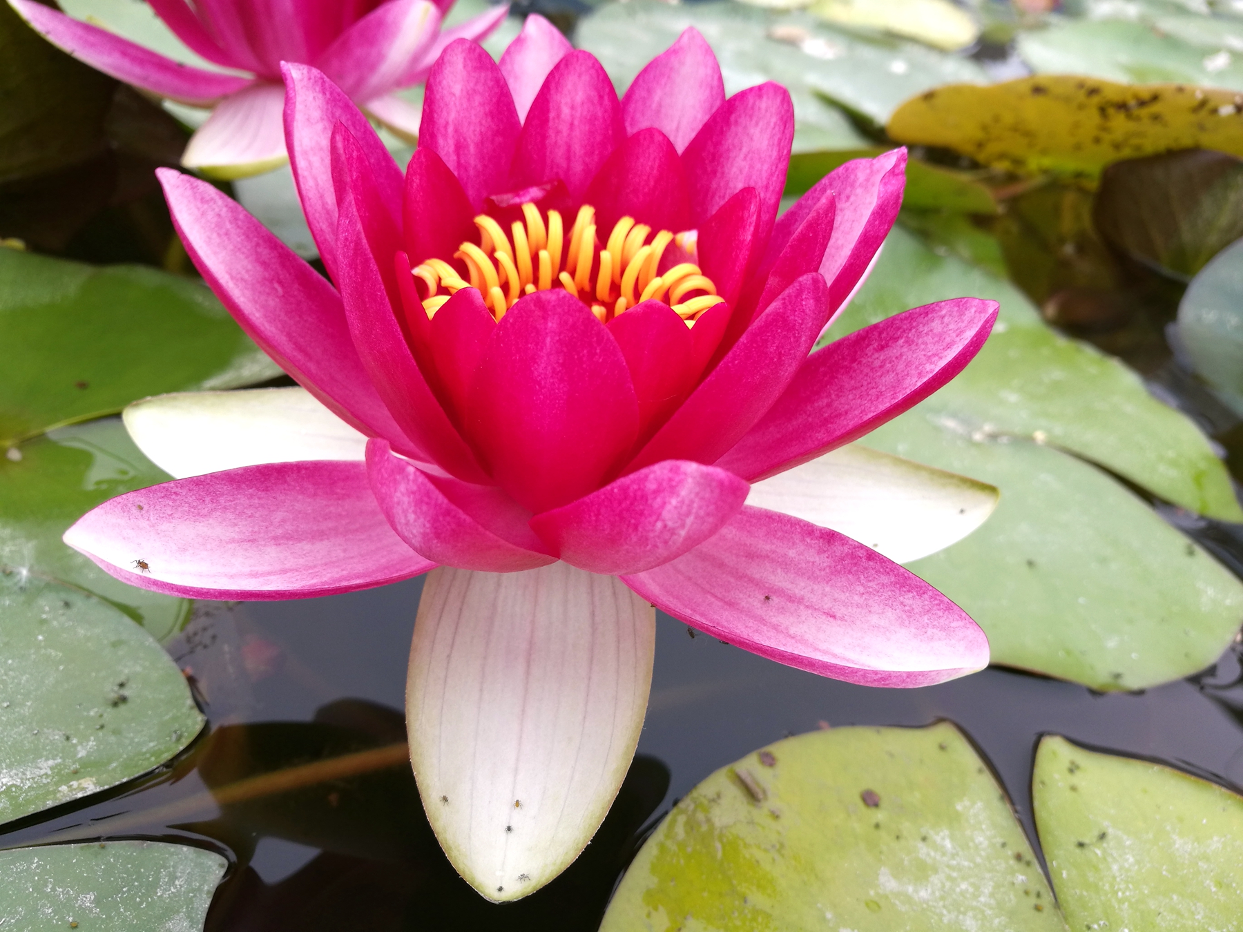 荣耀v8全面测评,荣耀v8前后对比