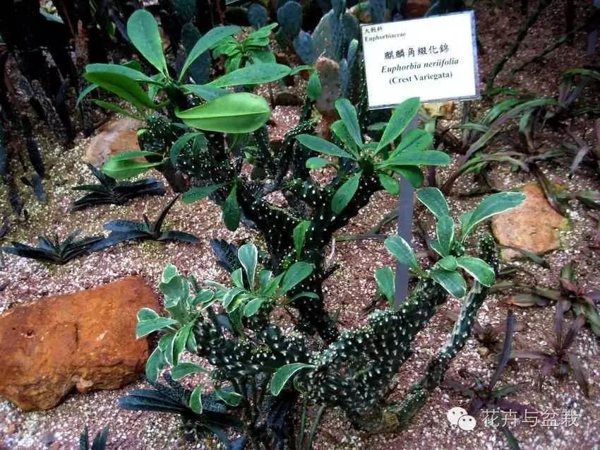 麒麟掌有毒吗用啥能解毒,麒麟掌有毒吗误食了怎么办