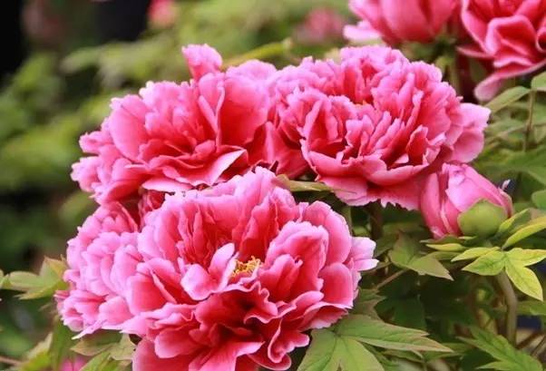 牡丹真国色什么意思,牡丹真国色下一句