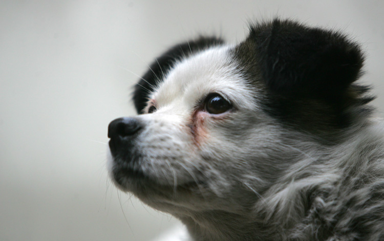 如何去除狗狗泪腺,去除狗狗泪痕的最快方法