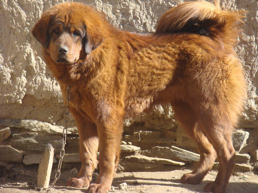 东方神犬藏獒纪录片,东方神犬藏獒大战群狼