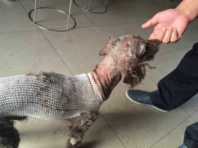 小狗脖子被撕烂险丧命，被缝48针惨不忍睹。