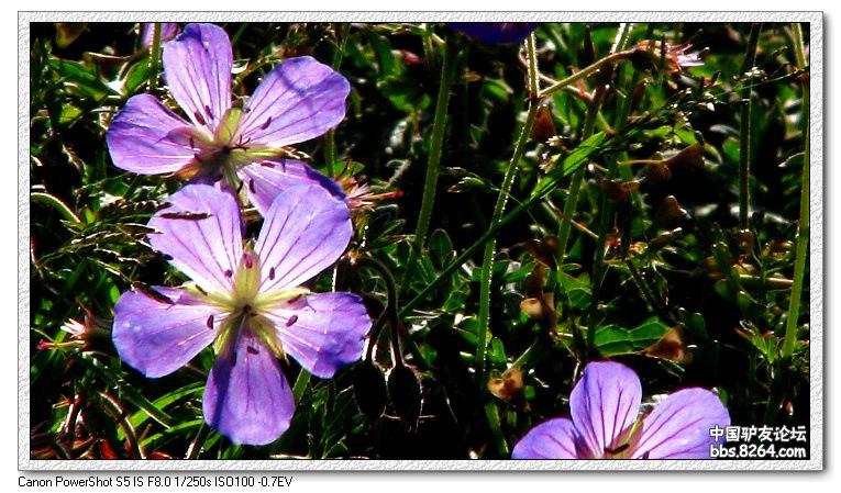 梦里花开——*疆新**，又一次的心动