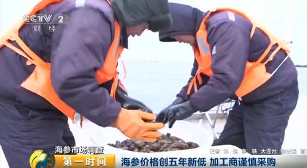 海参多少钱一斤比较合理呢,海参多少钱一斤算正常价格