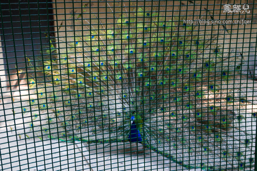 ​[凤麒儿]北京动物园——与动物的亲密接触