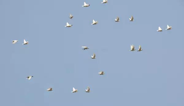 国内外白鸽品种及赏欣