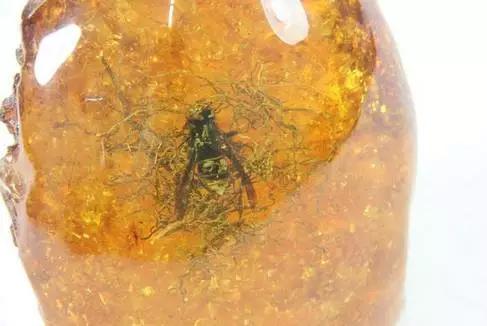 十大最恐怖的琥珀,琥珀造假大揭秘