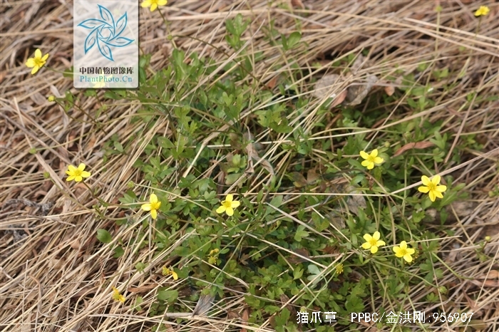 自然界中有什么治疗肺结核的植物,猫耳草治疗肺结核