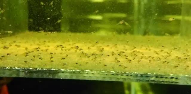 血脉奋“斗”历程--国斗繁殖实录(1)生命的起源