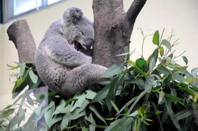 长隆适合小朋友玩的地方,长隆有哪些小朋友可以玩的项目