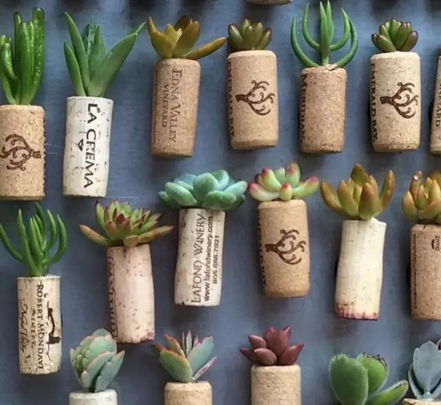 ins多肉,外国大神多肉