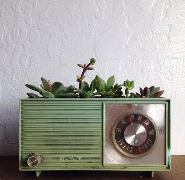 ins多肉,外国大神多肉