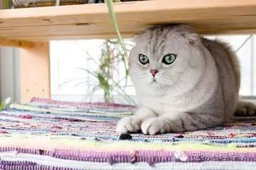 应粉丝要求：各类猫猫在北上广的报价，其他城市可以参考