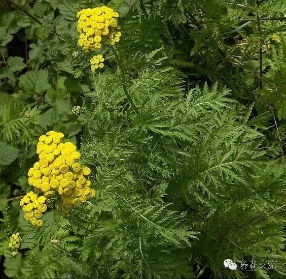 有驱蚊效果的适合室内种植的植物,夏日庭院必种的16种驱蚊植物