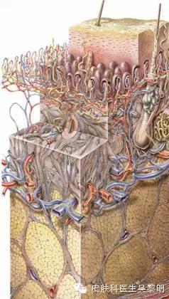 透明质酸护肤品功效,透明质酸是修复皮肤敏感成分