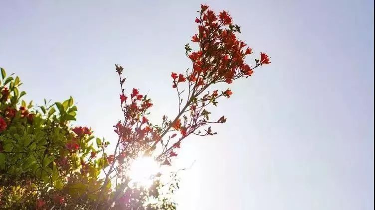 厦门同安千日红三角梅园花海,厦门翔安樱花油菜花