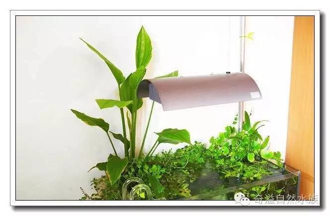 水族新手养鱼攻略,鱼缸养鱼攻略新手必备