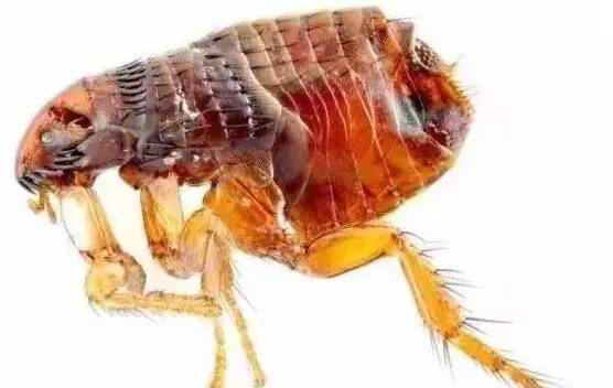 夏天到了，苏州人当心这些小虫，有人进了重症监护室，有人丧了命！