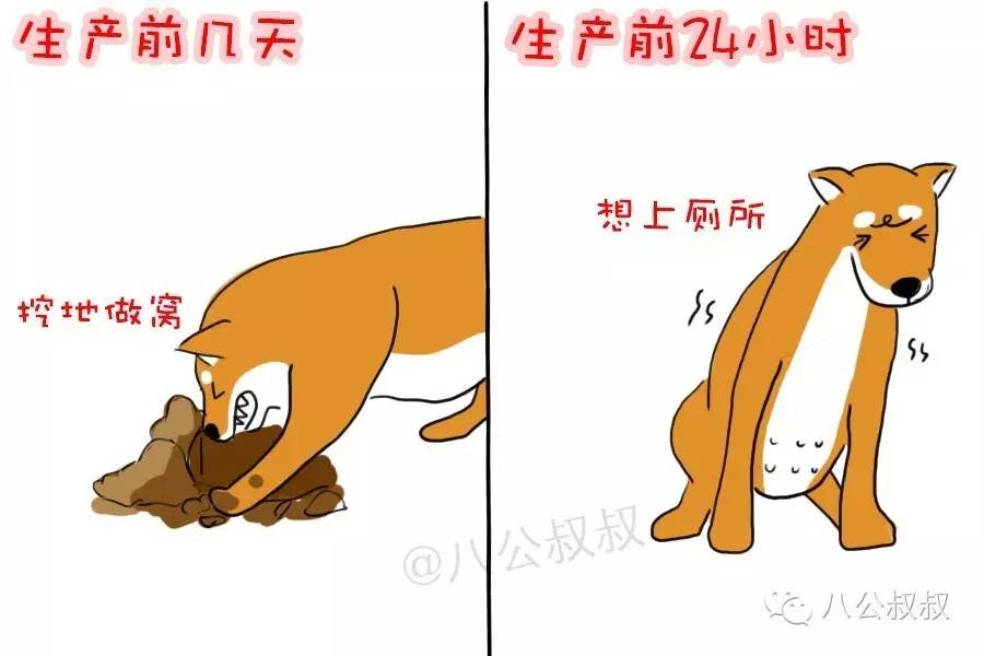 狗狗又要当妈妈了,狗狗第一次当妈妈了