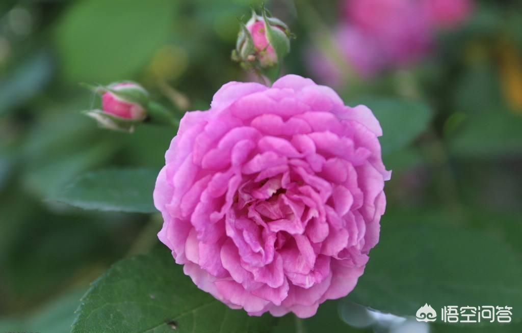 自己种玫瑰花教程视频,自己种植玫瑰花开花要多久