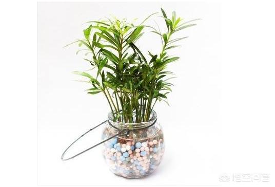 水培盆栽绿植的套路和技巧,水培盆栽如何栽种绿植