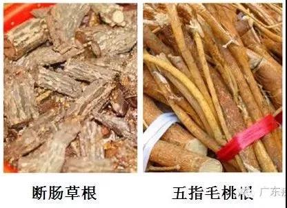 扩散丨清明扫墓，见到这种花千万不要摘，是毒药之王！
