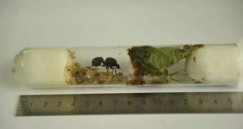 海淘天价蚂蚁｜万一被咬剧烈疼痛，就像赤脚走在火炭上、铁钉扎入脚后跟！