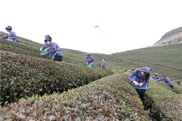 会稽之巅,东阳市婺州东白茶开采节