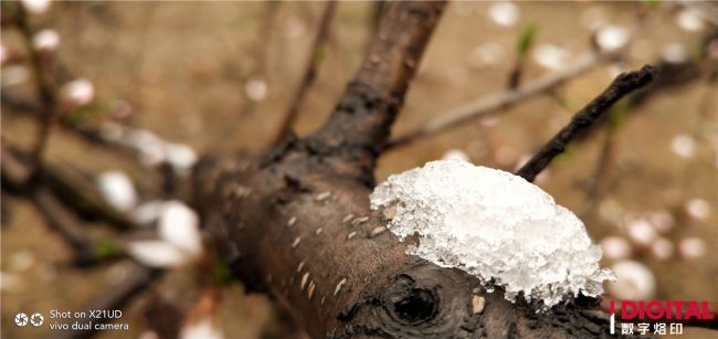 vivox21全面屏指纹版,vivox21屏幕指纹有什么缺点