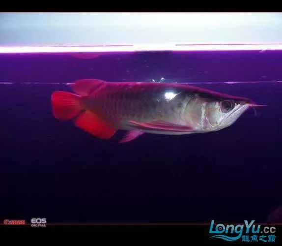 一招教你选龙鱼,龙鱼饲养经验交流