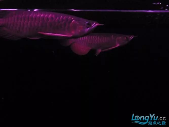 一招教你选龙鱼,龙鱼饲养经验交流