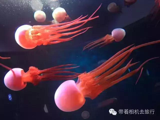 天气好蓝天白云拍摄地,天空好蓝怎么拍