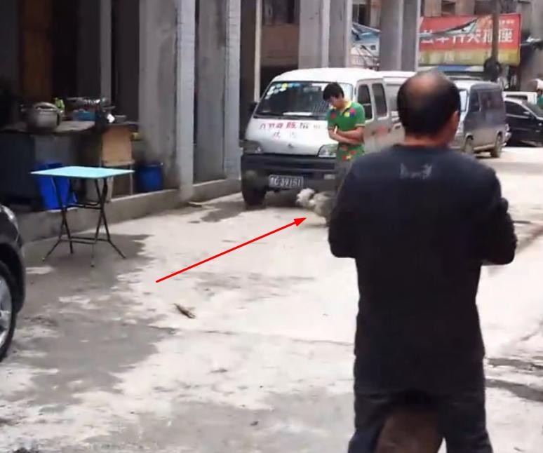 比特犬撕咬萨摩耶,主人屡次狠打比特犬,眼看就要置萨摩耶于死地