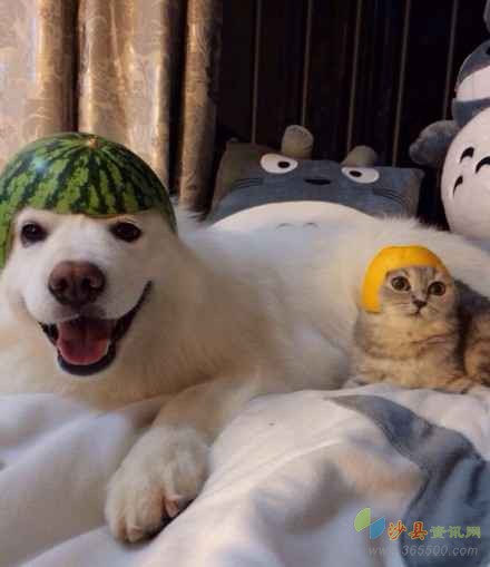 夏日遮阳帽手工最简单的,夏日遮阳帽手工儿童