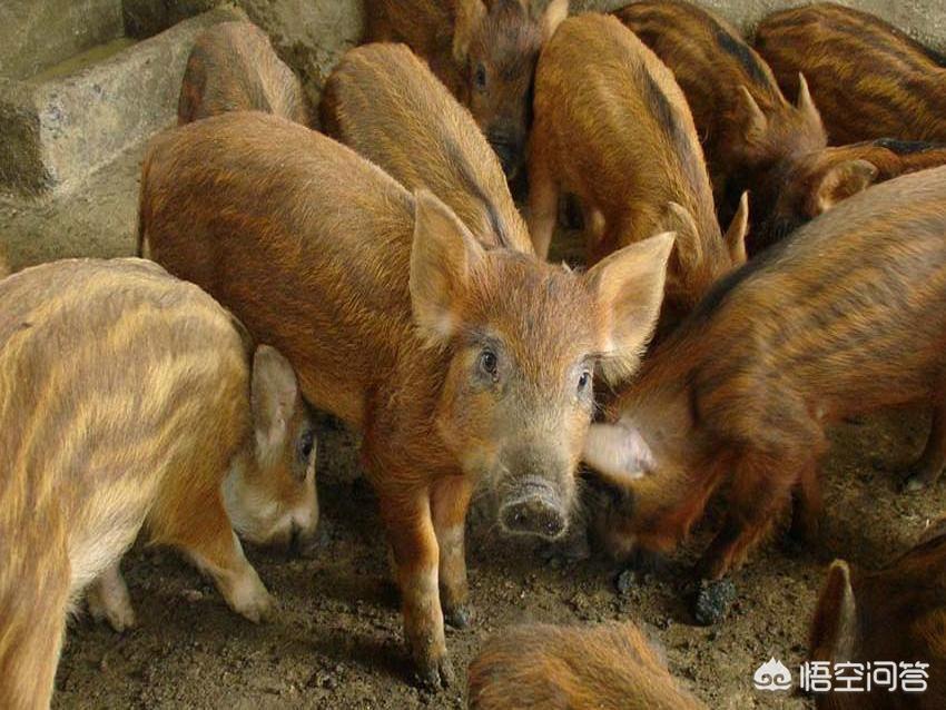 在农村养香猪赚钱吗,养野猪农村