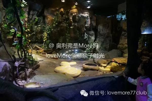 广州旅游攻略长隆野生动物园,广州长隆野生动物园自由行攻略