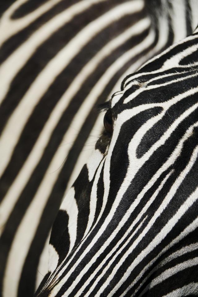 大变焦索尼黑卡,索尼黑卡rx10入门教程和拍照技巧