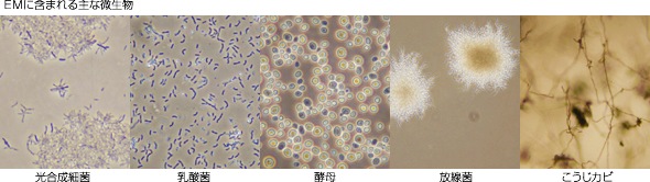 一般人不知道的钓鱼神饵,养鱼em菌的作用和功效