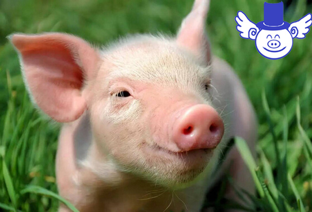 如何解决相互压价,面对同行压价怎么办